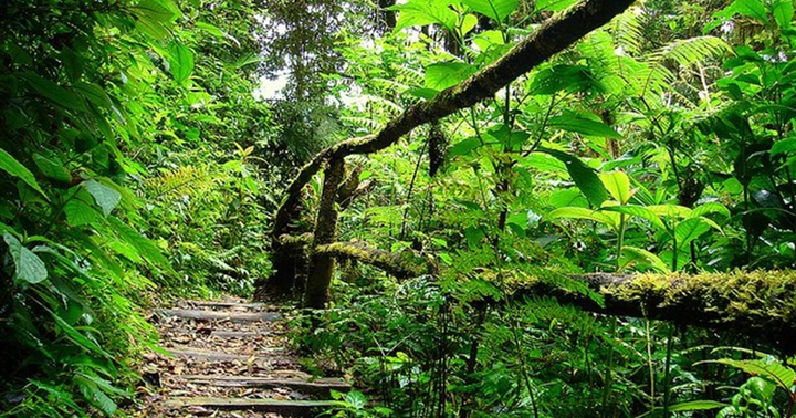 Hiking inside a national park in Honduras. 
