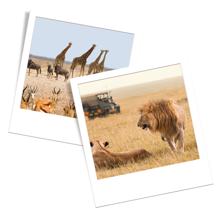 Cheapest & Most Expensive Times To Do An African Safari