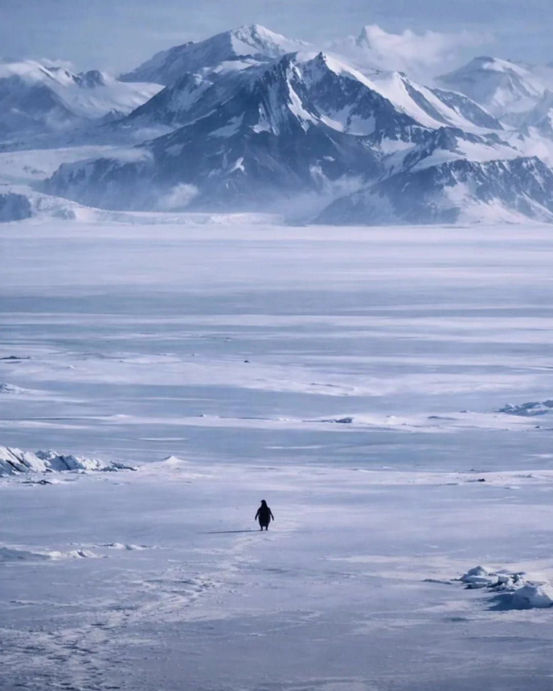 The Penguin Who Walked the Wrong Way