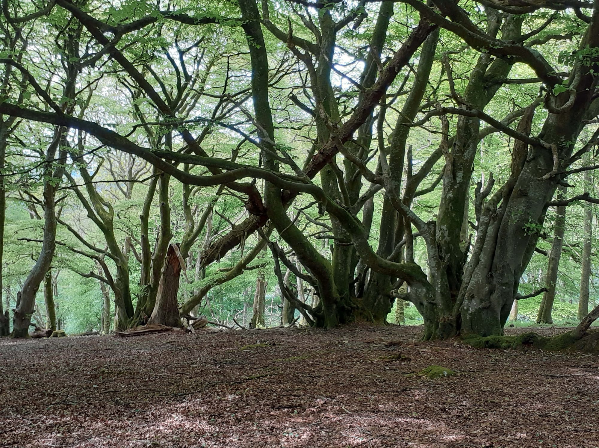 Carstramon Wood, Galloway