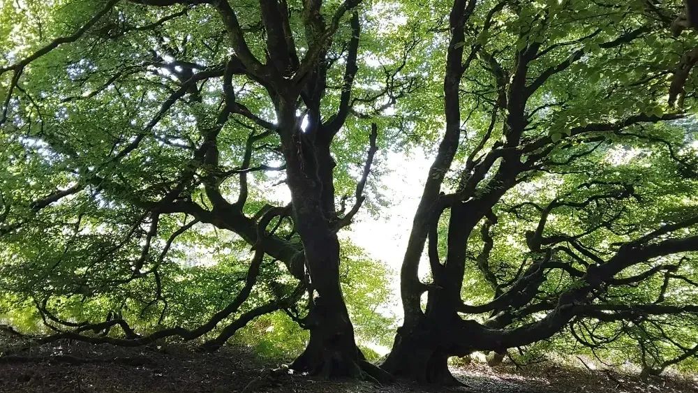 View from Carstramon Cleugh & Wood Walk Galloway