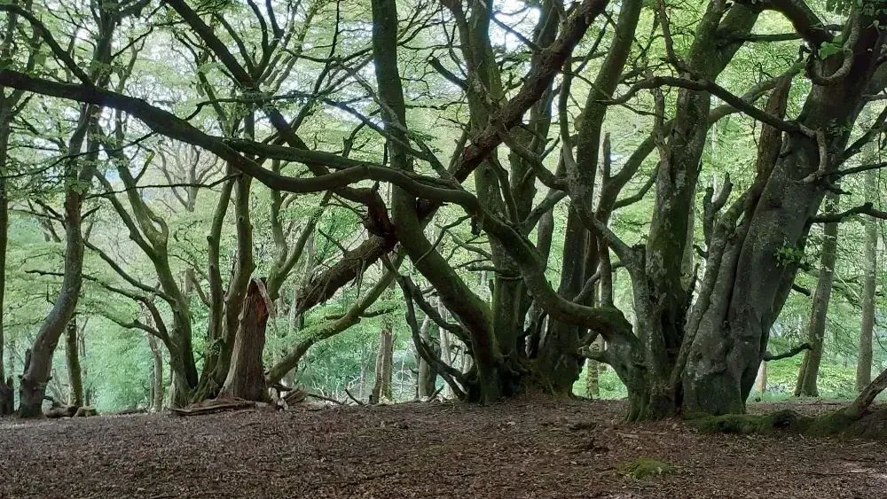 Carstramon Cleugh & Wood