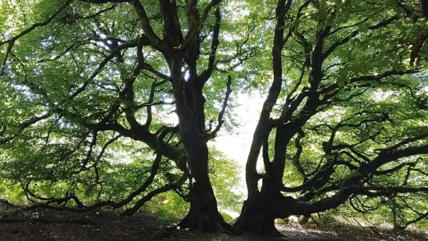 View from Carstramon Cleugh & Wood Walk Galloway