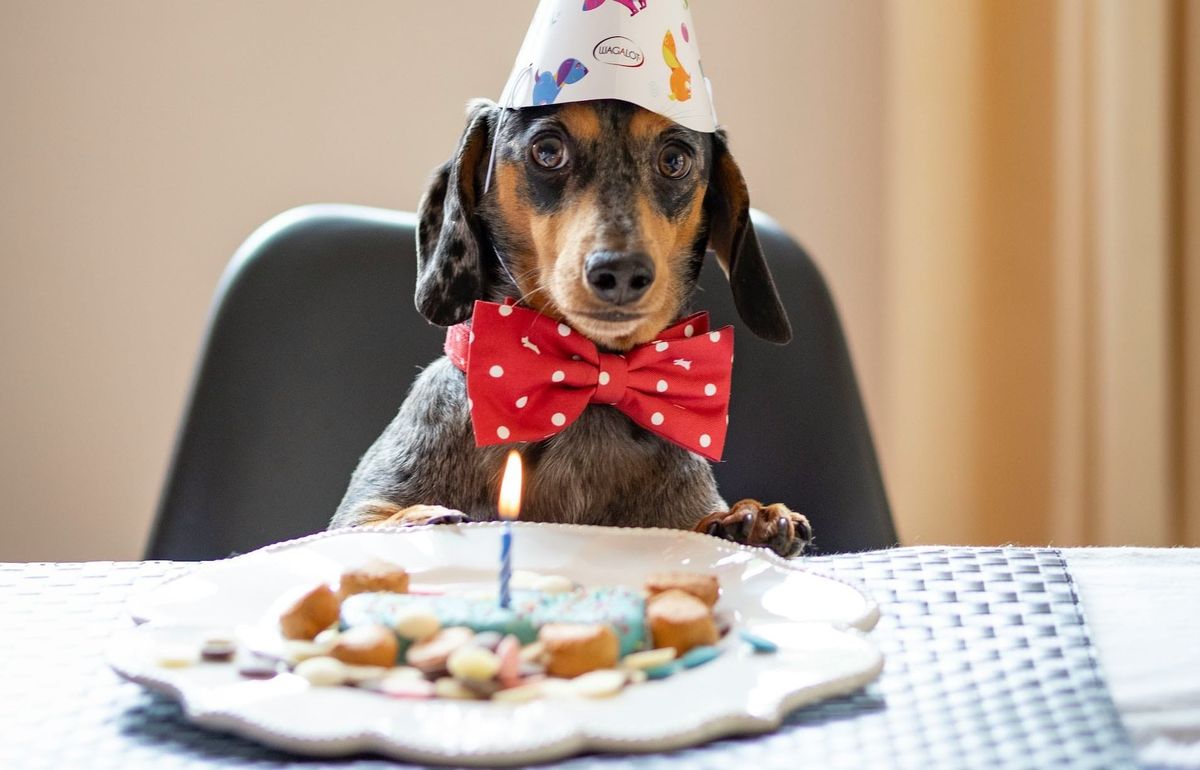 Insider Monthly #4: Birthday Edition