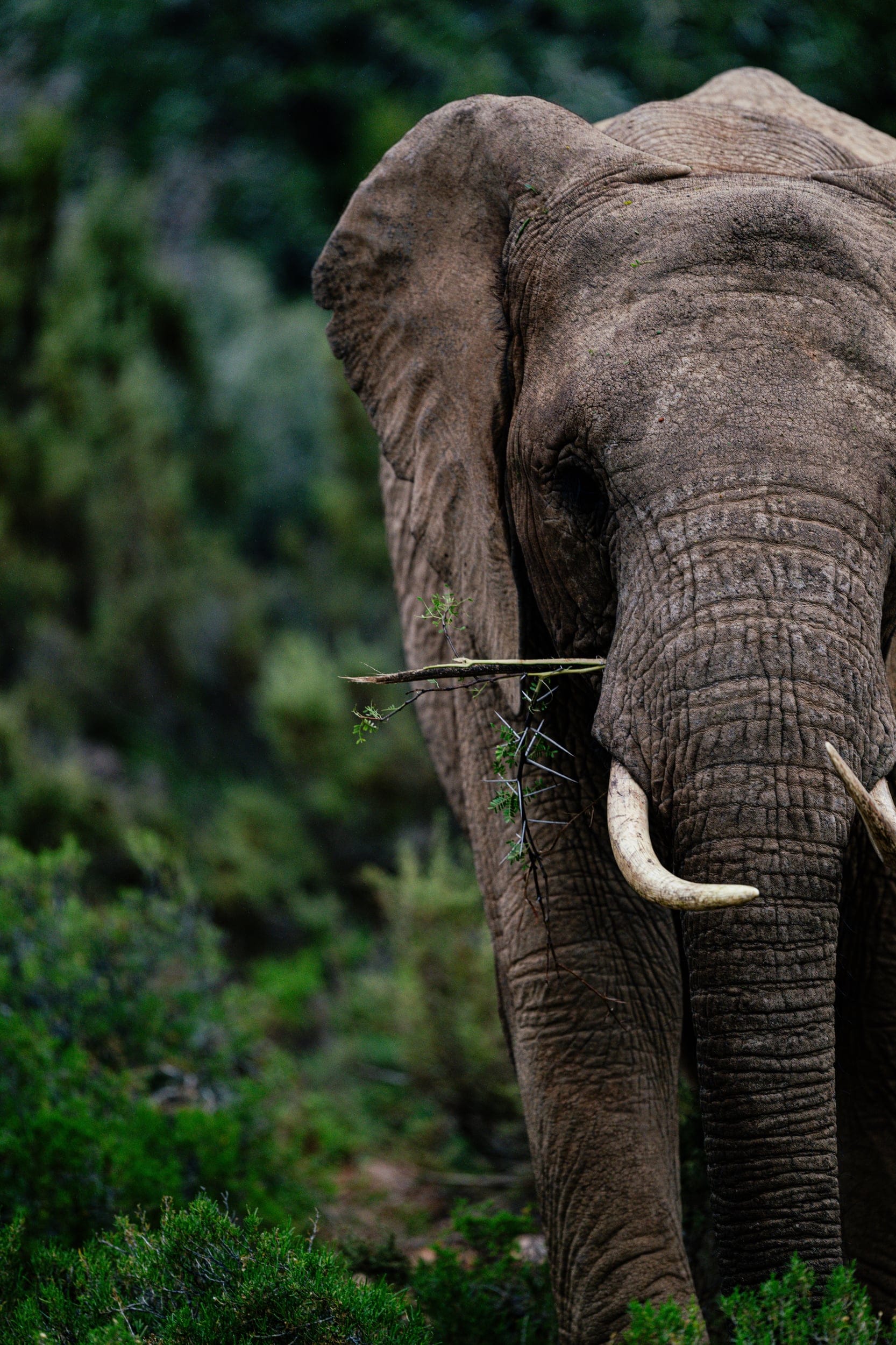 Elefant im Busch