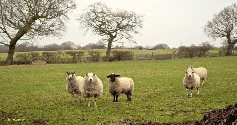 Sheep in an English field