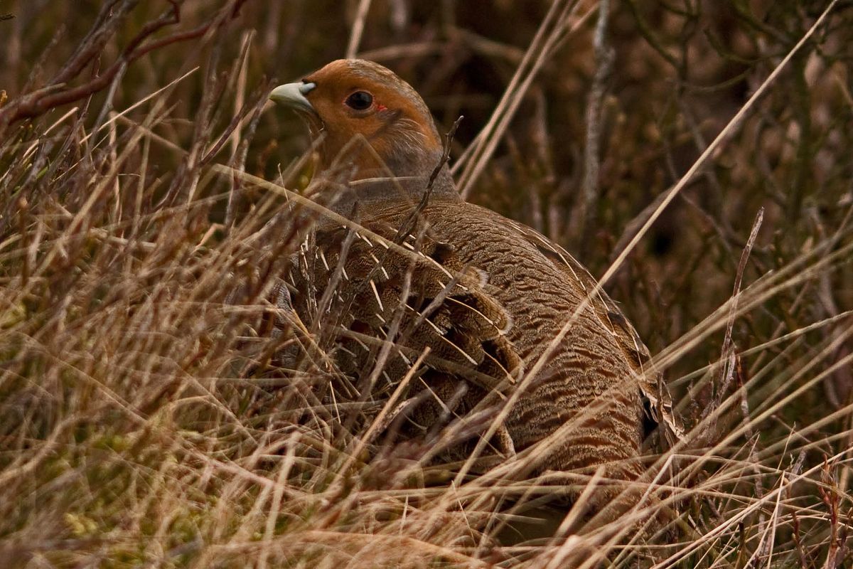 The Grey Partridge and What It Tells Us