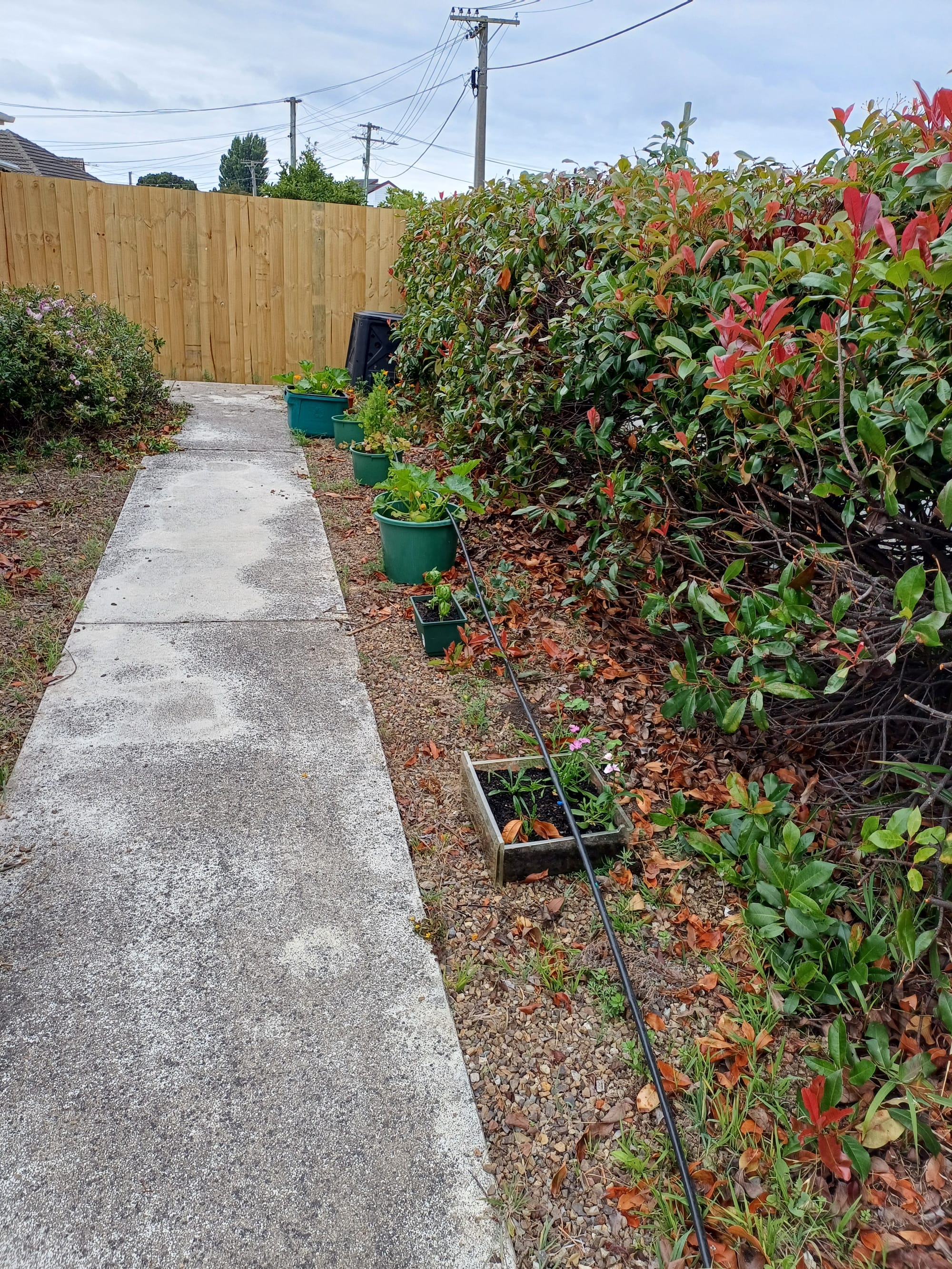 Basil, sage, coriander, parsley, some flowers I can't remember, and four courgette plants (3.5 courgette plants too many)
