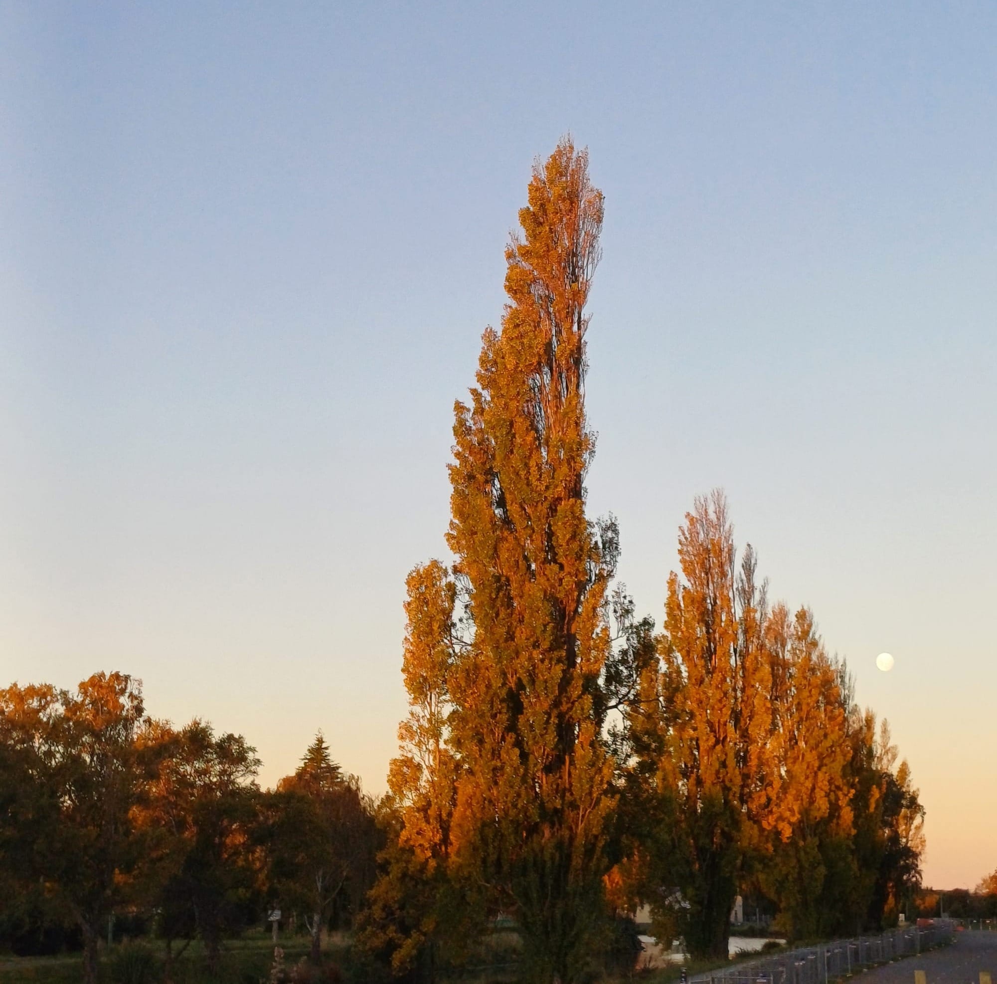 Tall trees, turning rusty orange, reaching up into a pale blue sky tending to twilight pink at the horizon, while a full moon rises to the right.