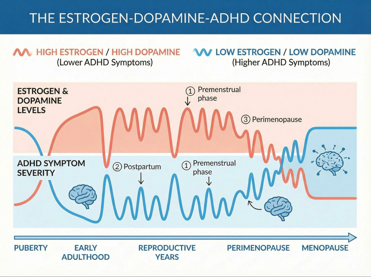 This is a conceptual diagram titled "The Estrogen-Dopamine-ADHD Connection.