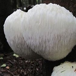 Lion's Mane