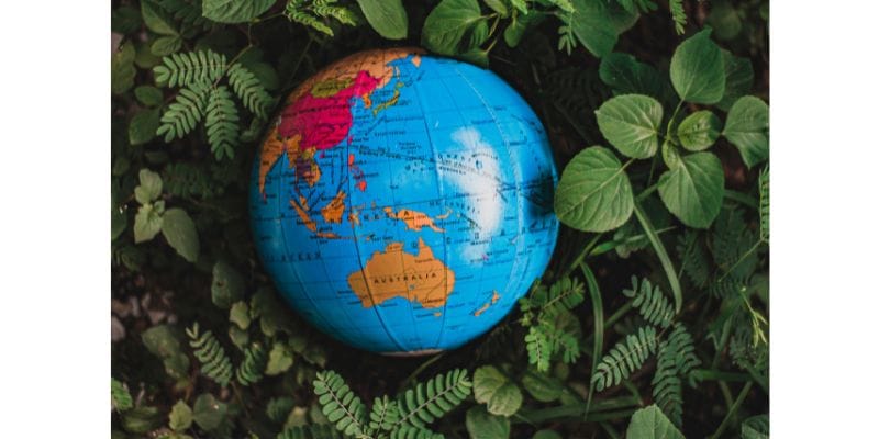 Lions Mane Global Perspective