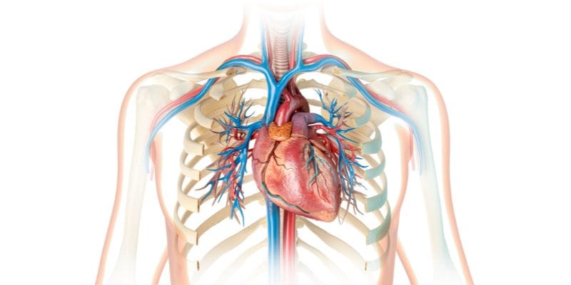 Lion's Mane and Heart Health
