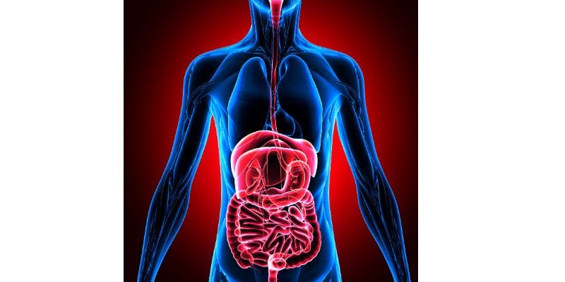 Lion's Mane and Its Role in Managing Digestive Disorders