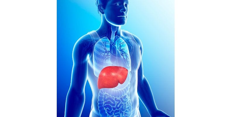 Research on Lion's Mane and Liver Health