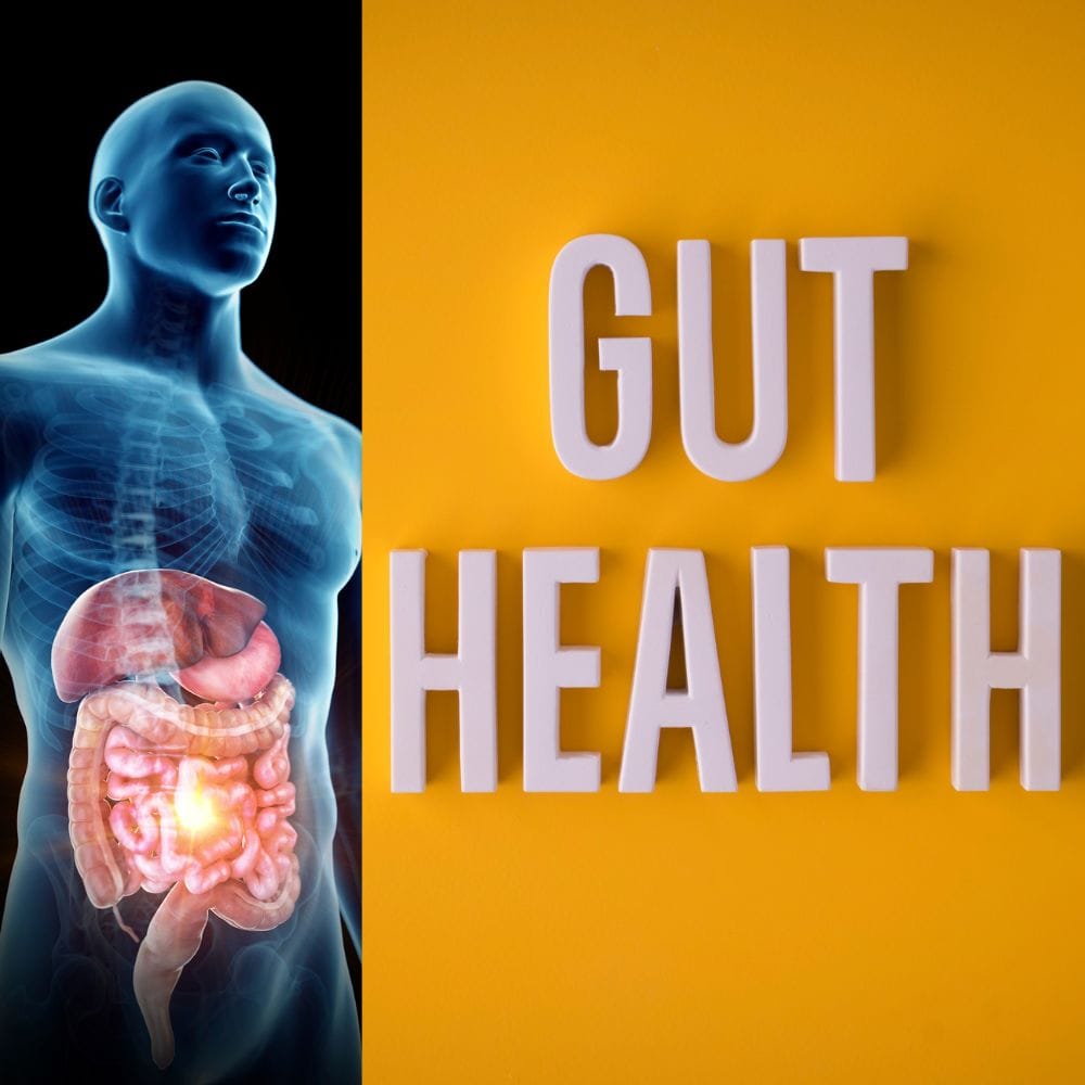 lions mane mushroom effect on gut health