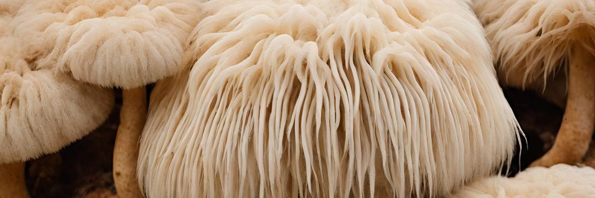 Lions mane side effects