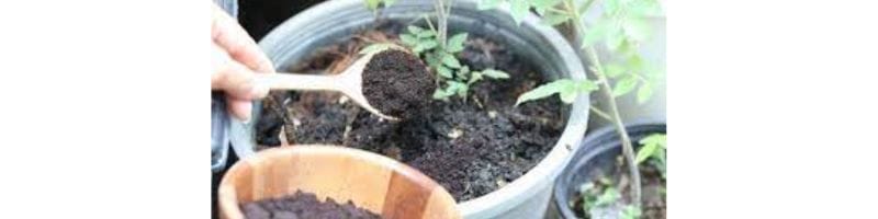 Can Your Reuse Coffee Grounds