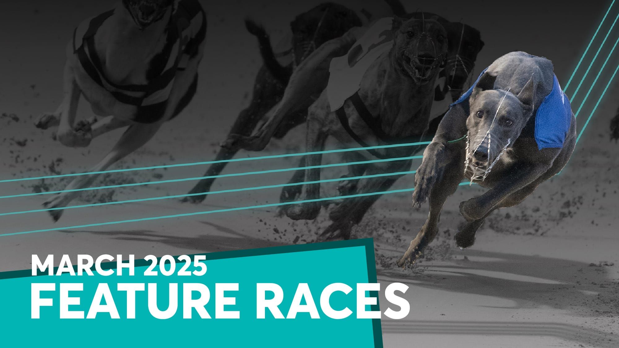 Patriot stars in Juvenile Classic, Towcester goes wild for Mongys