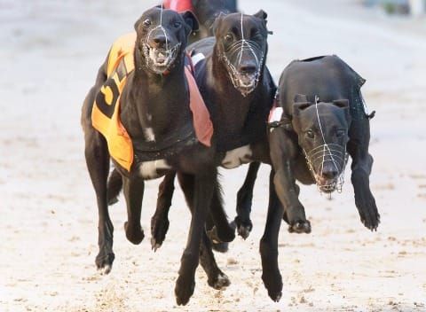 Last-gasp Spy as Cat One year ends with a Puppy Oaks thriller