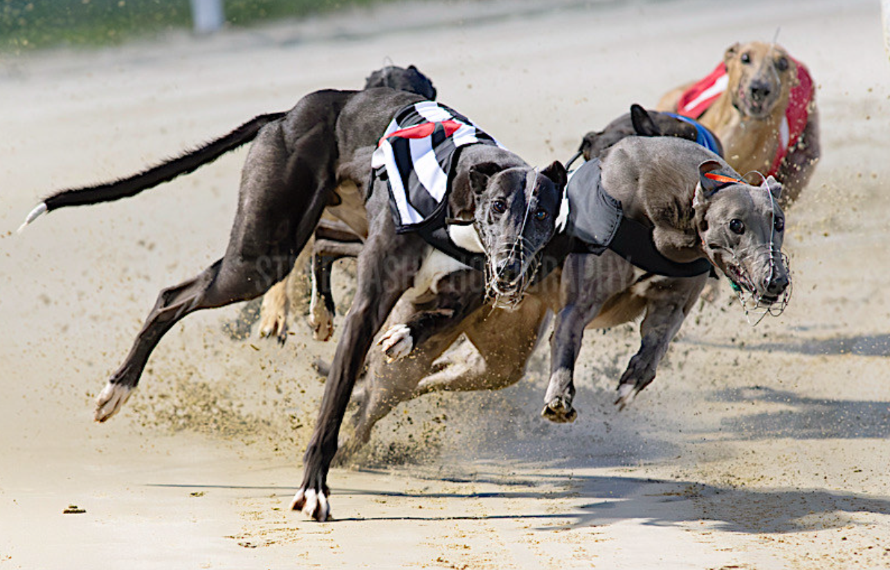 Diamond heads sponsor betting for Shelbourne Champion Stakes