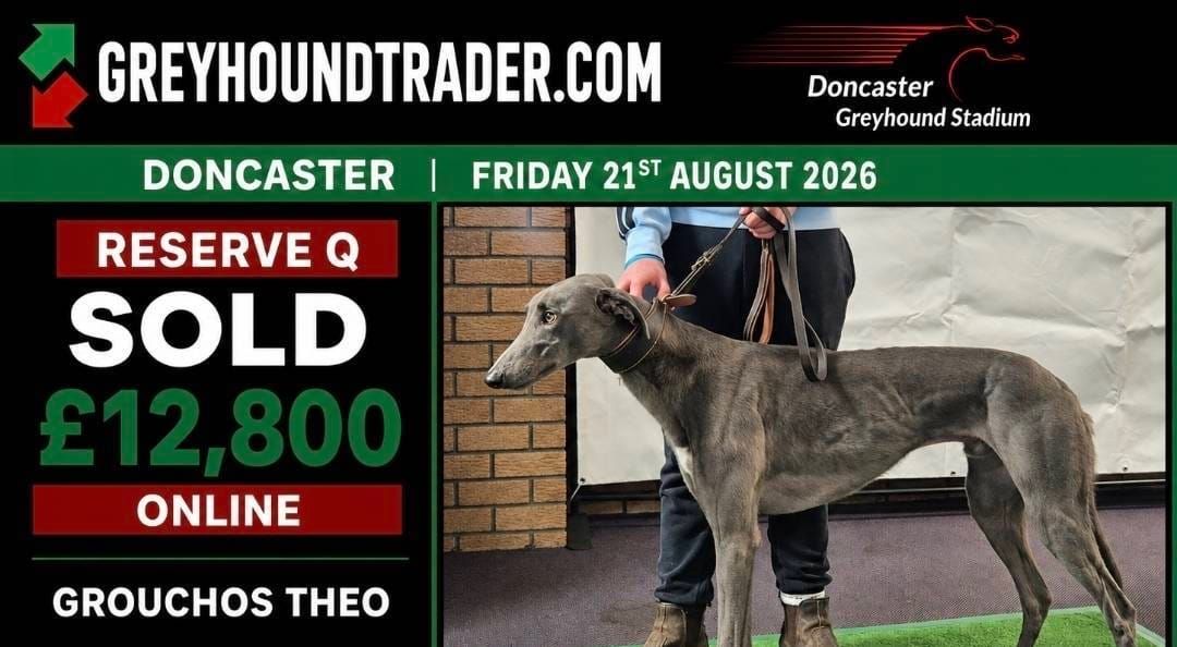 Grouchos Theo top lot at record Greyhound Trader Donny sale