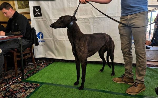 More than £85,000 taken at Star Pelaw sales with Top Notch top