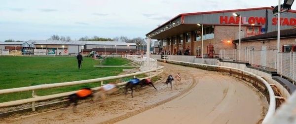 Mai Tai stars in SIS Harlow sprint as trap six runners sweep board