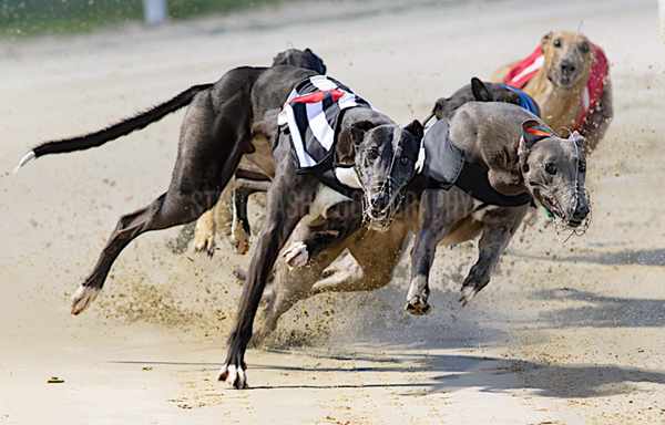 Diamond heads sponsor betting for Shelbourne Champion Stakes