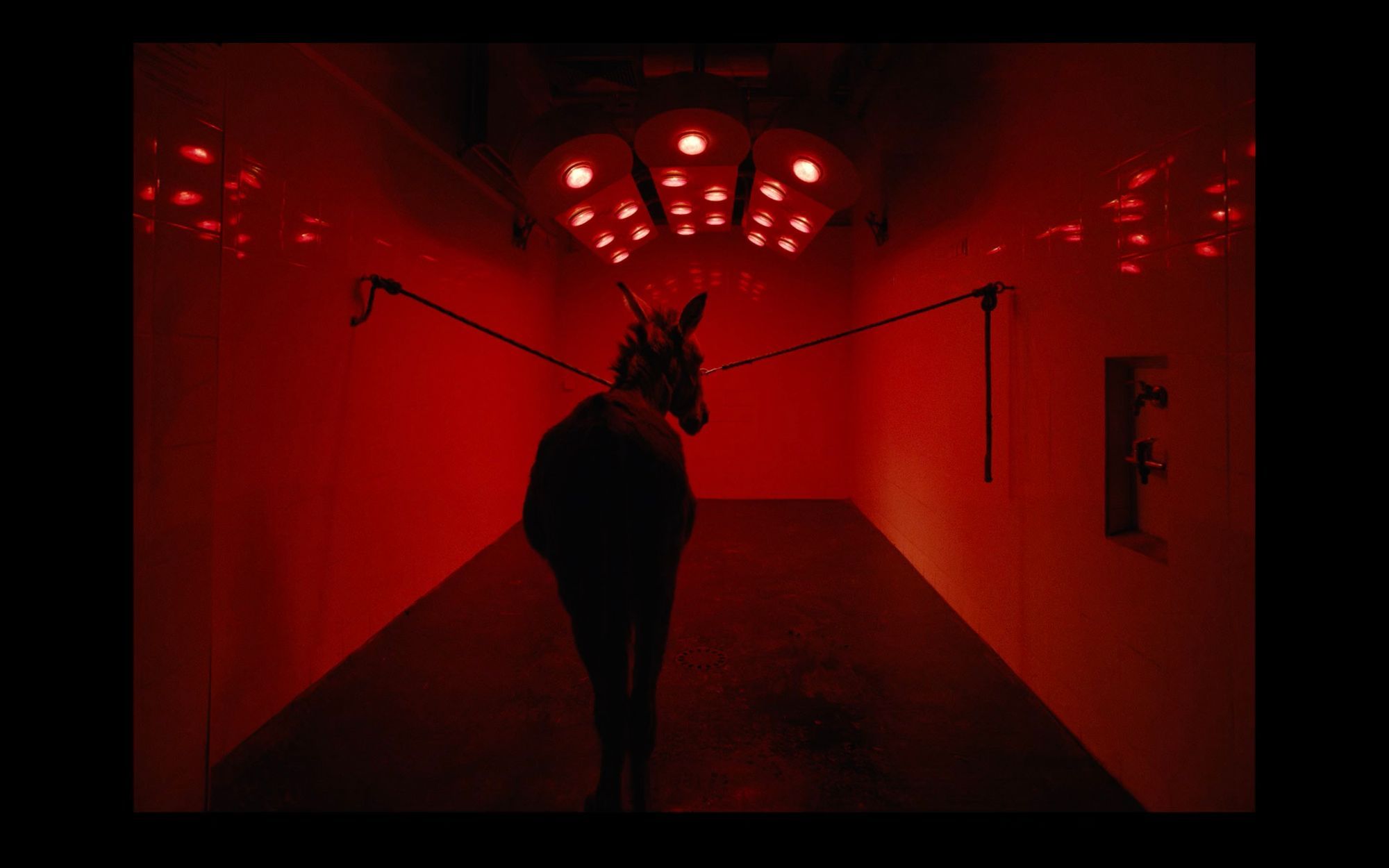 London Film Festival 2022: ‘EO’ Review