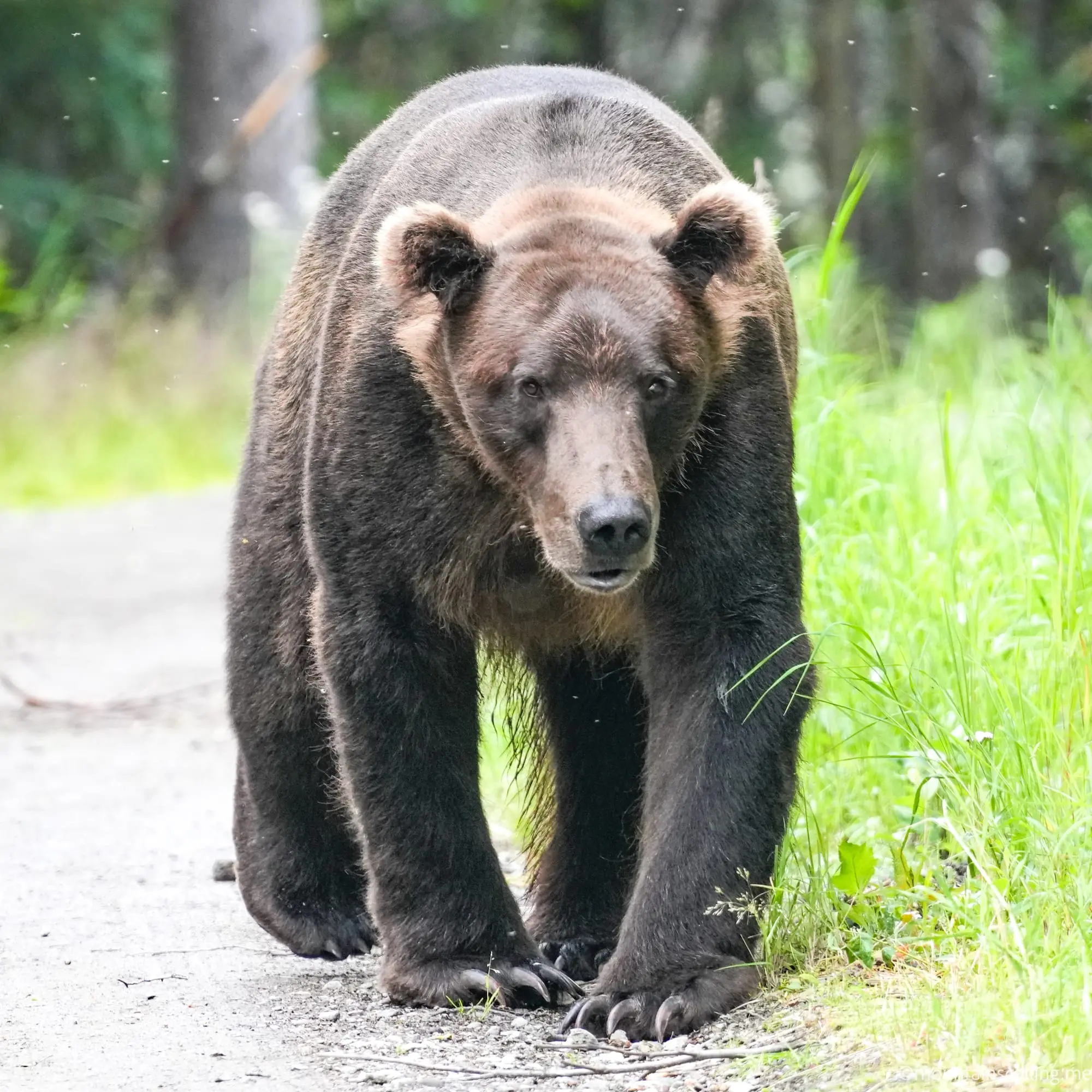 Large brown bear walking on paved road with green grass and forest in background at national park