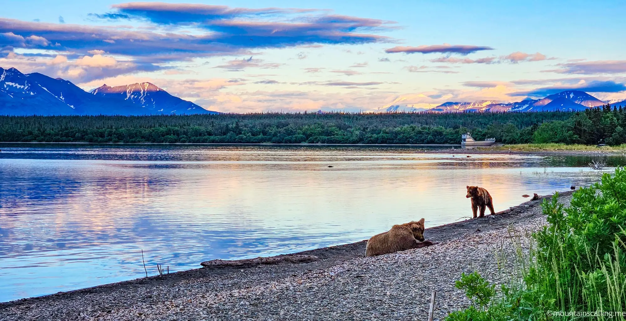 Two brown bears resting on shoreline at sunset with snow-capped mountains reflected in calm lake water