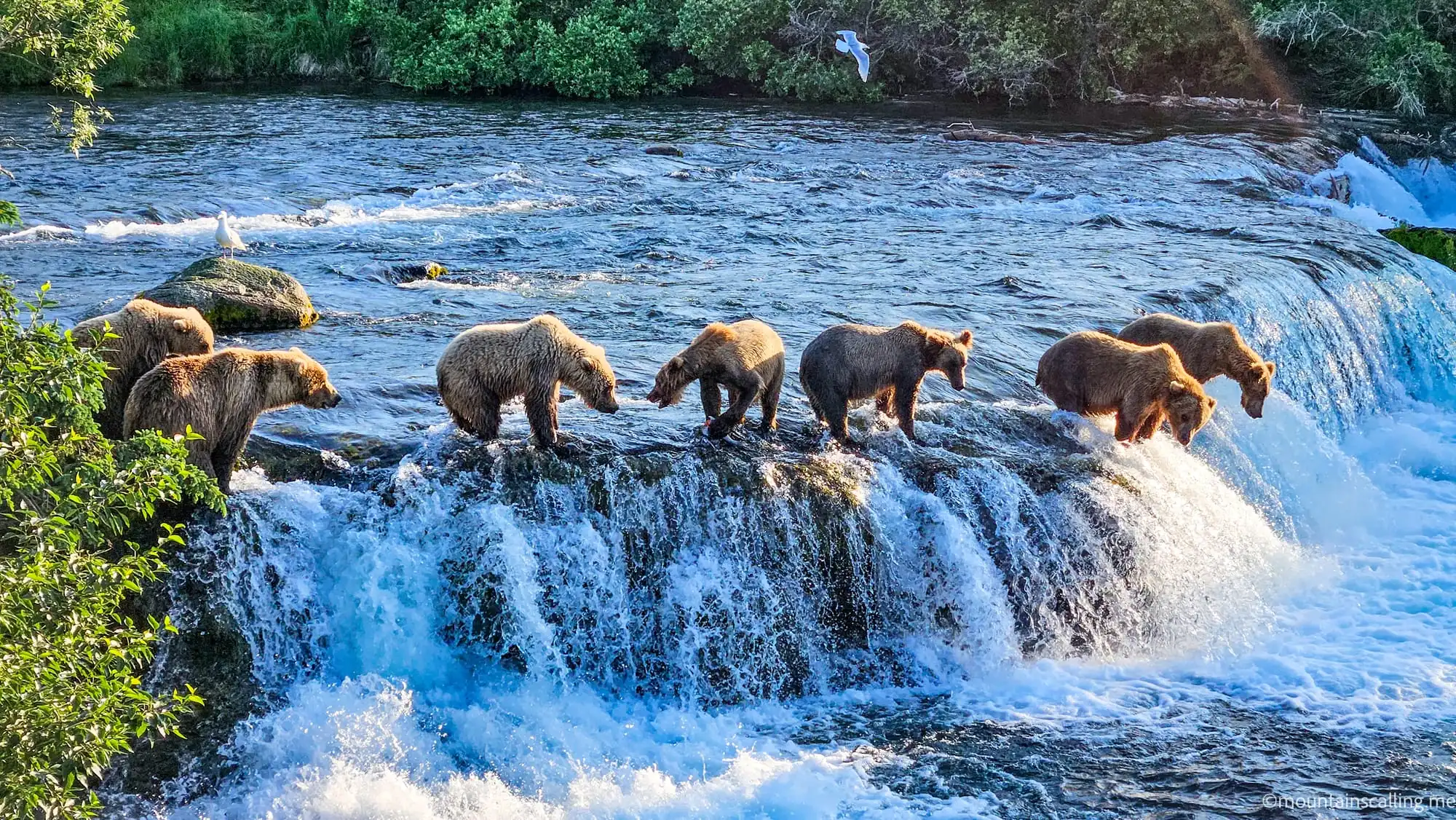 Brown bears standing on Brooks Falls at Katmai National Park, fishing for salmon as water cascades below
