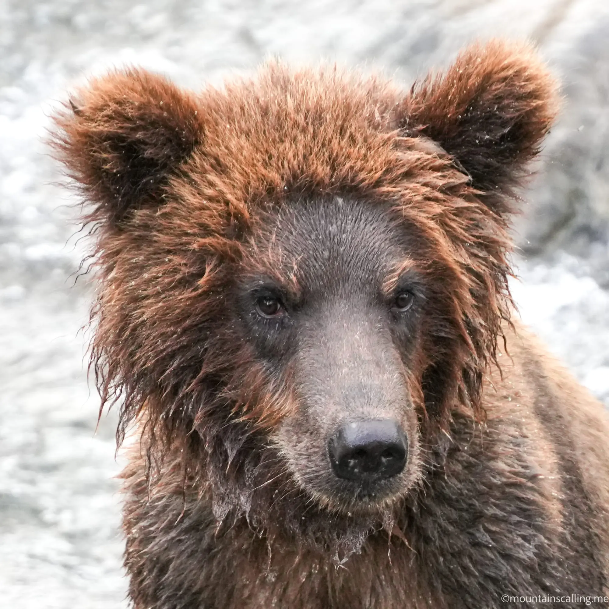 Close-up portrait of brown bear with wet fur, dark eyes and nose prominent against blurred background