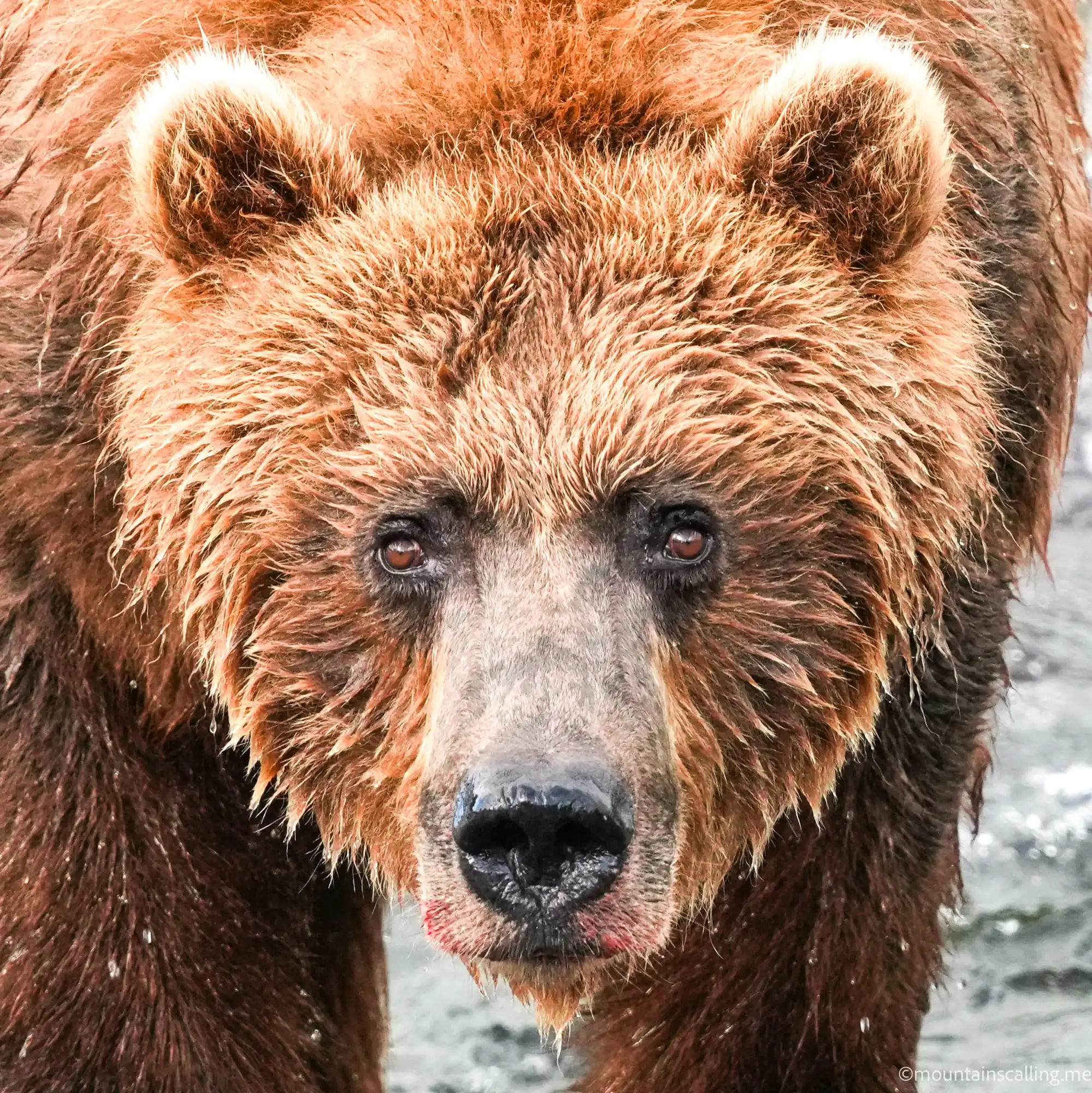 Close-up of a brown bear's face with wet fur and water dripping from its chin after fishing