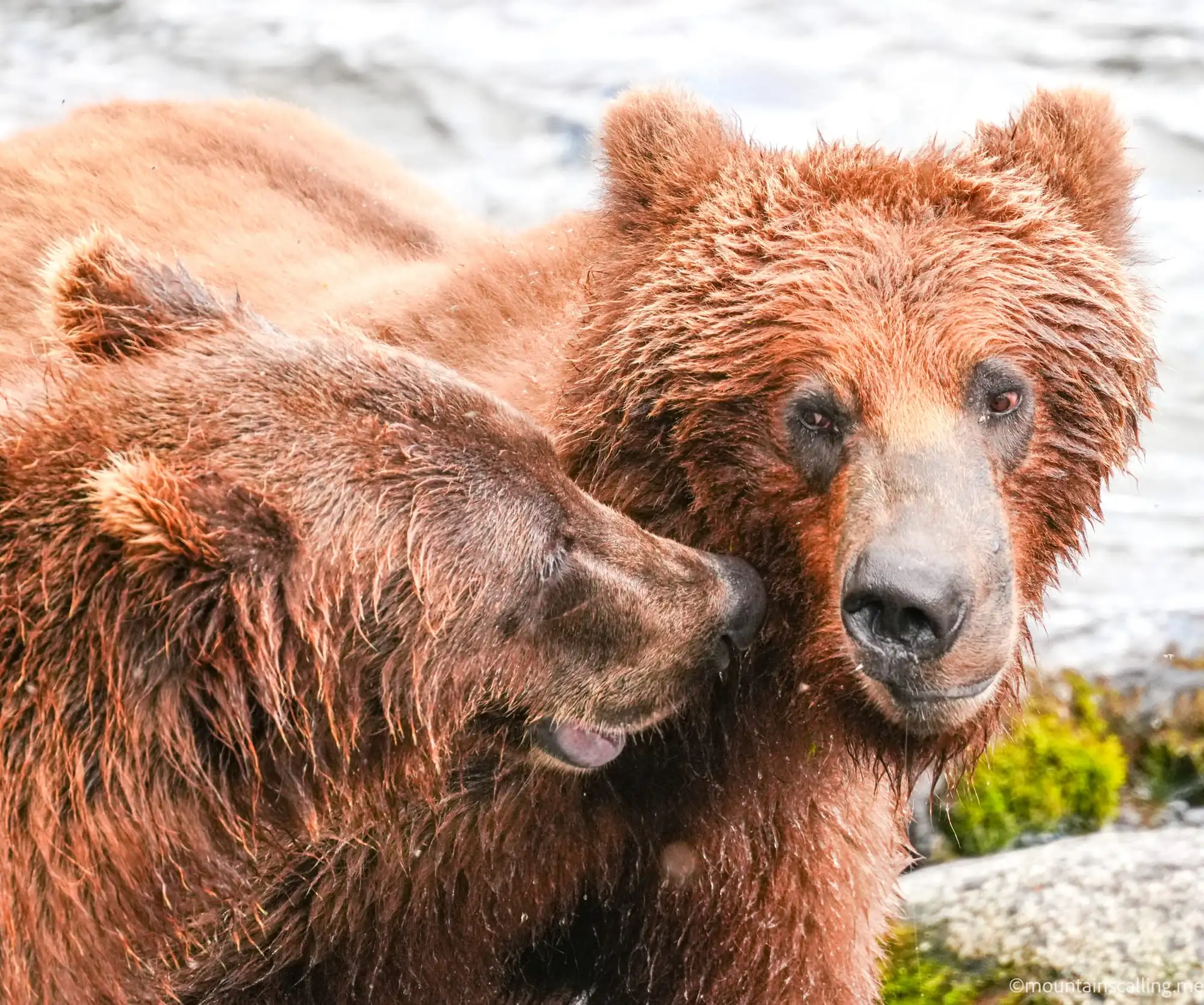 Brown bear mother and cub playing together in wet fur after fishing, showing the reward worth waiting for at 9 AM