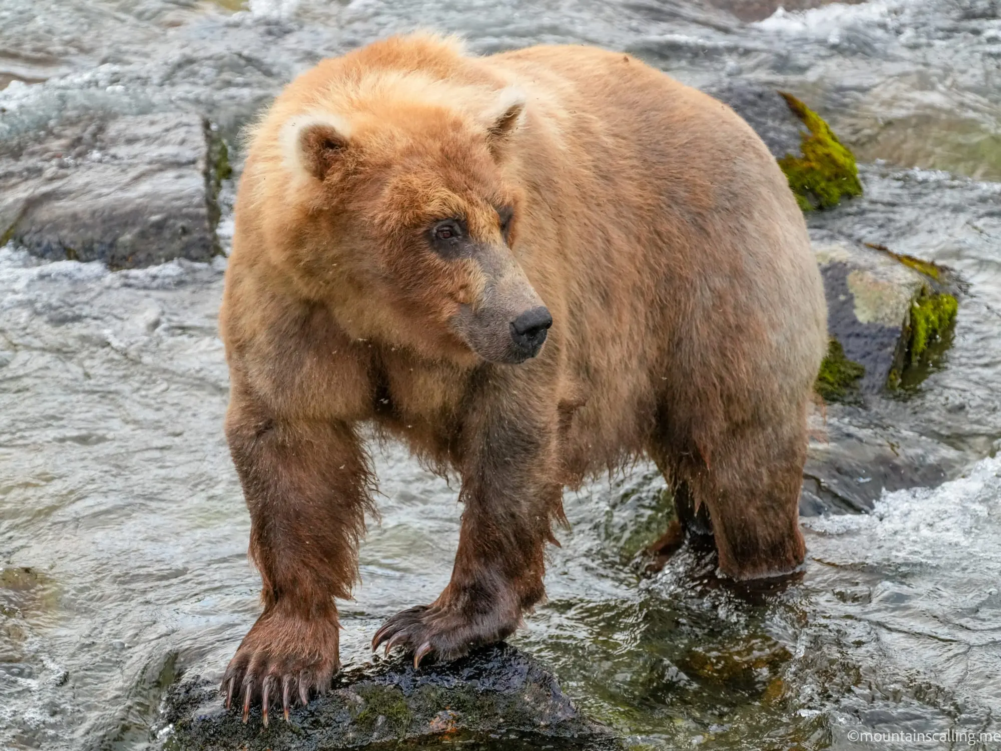 Brown bear standing on mossy rocks in flowing water, wet fur and powerful stance visible