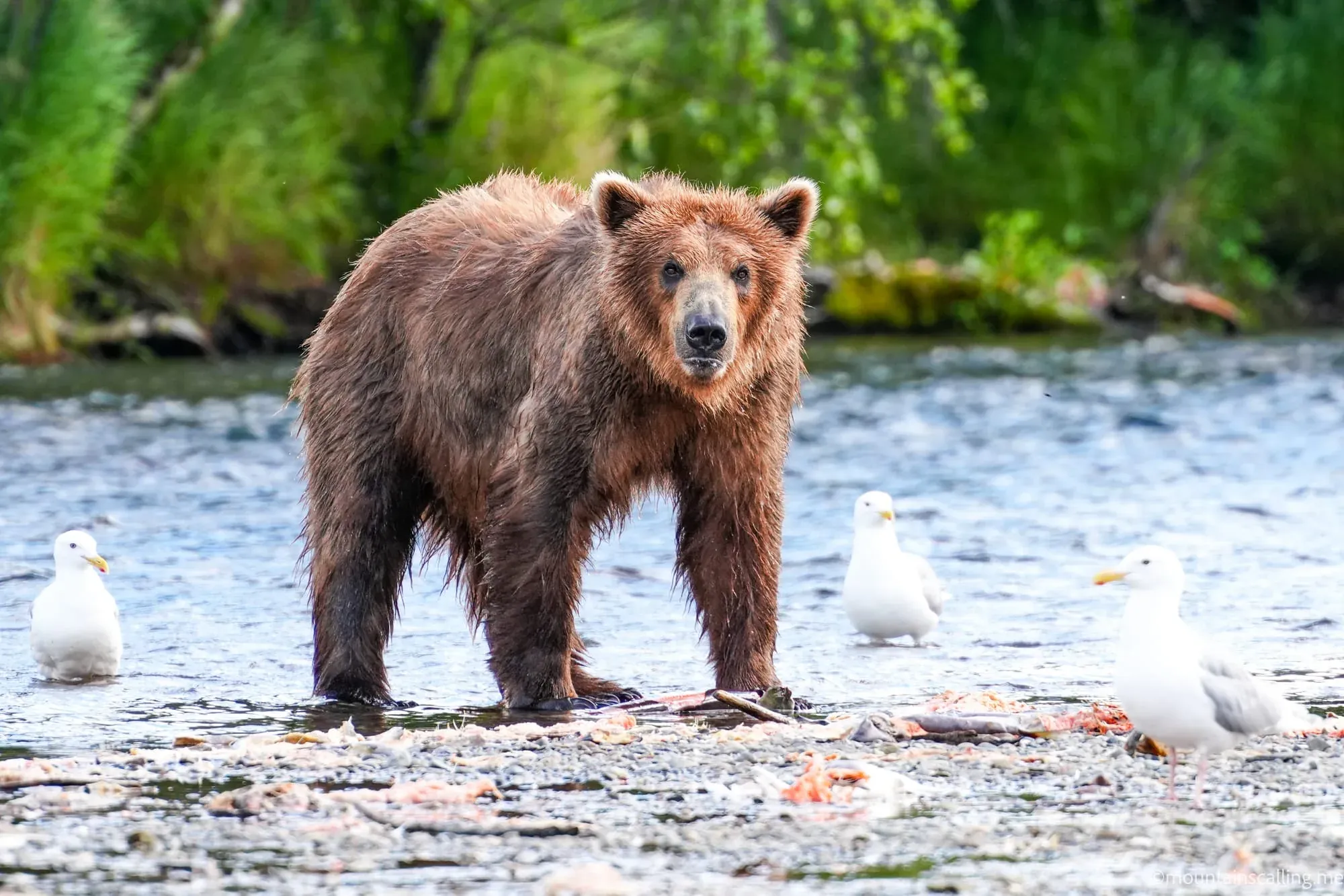 Brown bear standing in shallow water with seagulls nearby, wet fur glistening in natural habitat