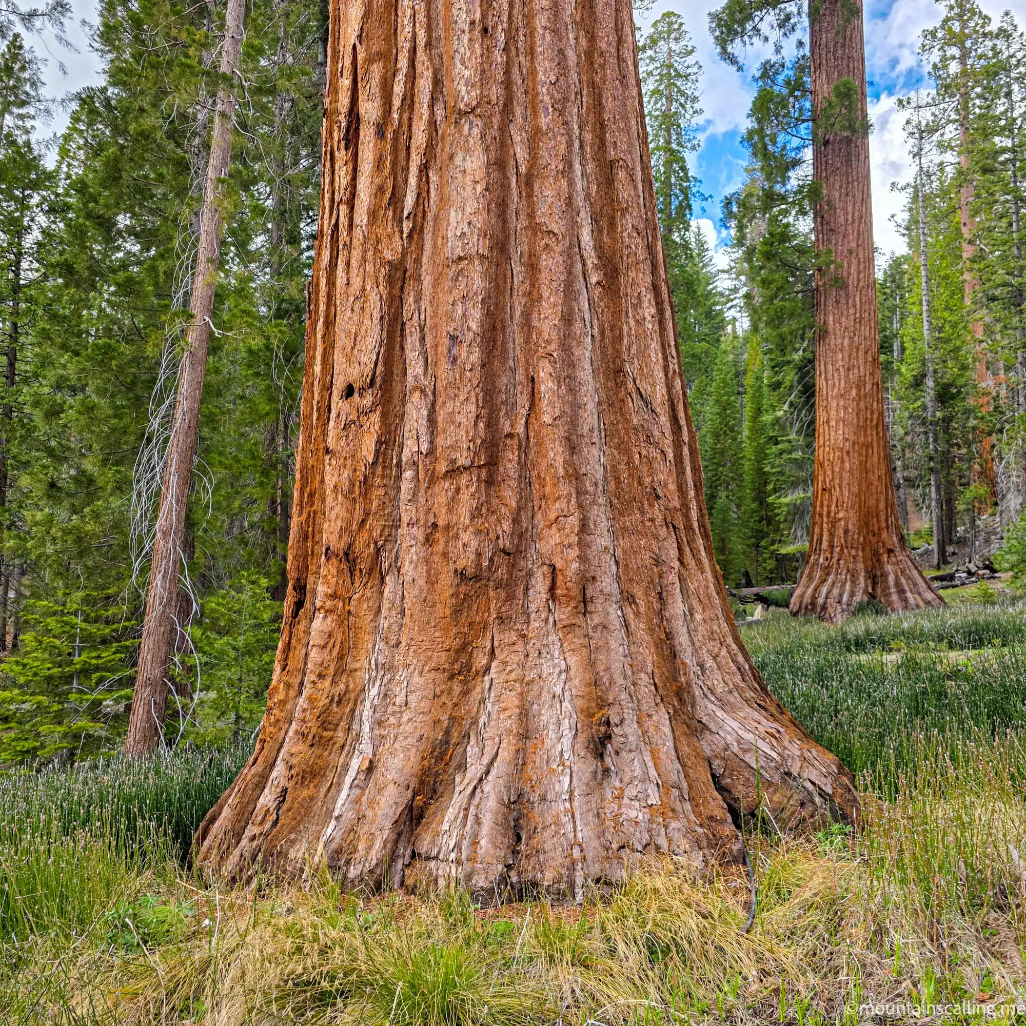 Massive giant sequoia trunk with distinctive reddish-brown bark towering above forest floor in Mariposa Grove, Yosemite