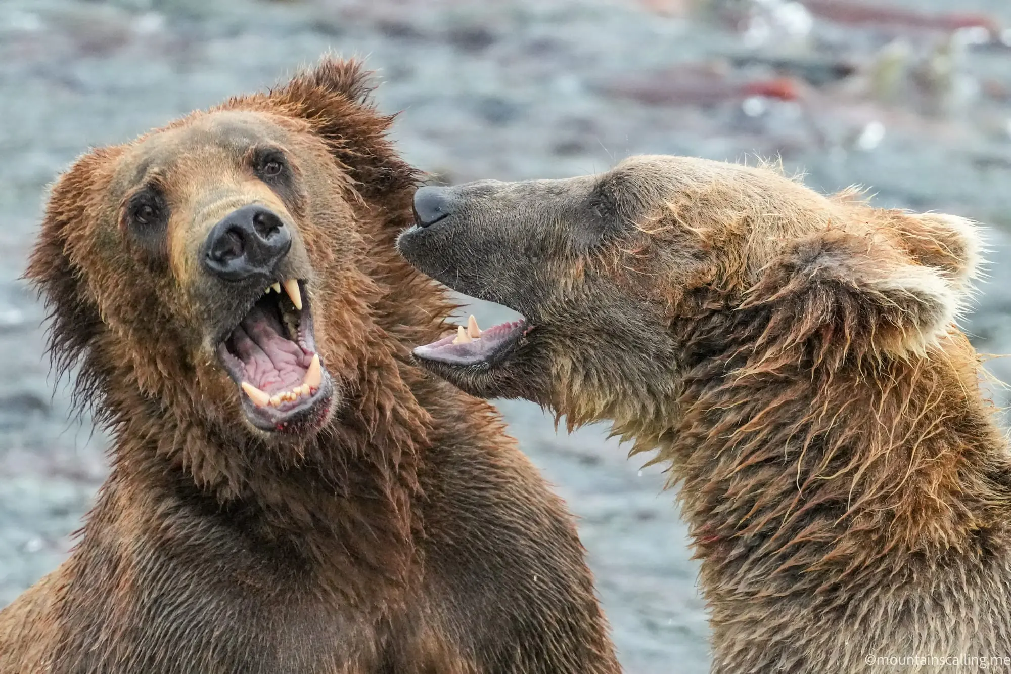Two brown bears in Katmai National Park with open mouths showing teeth and claws, appearing to play or spar in water