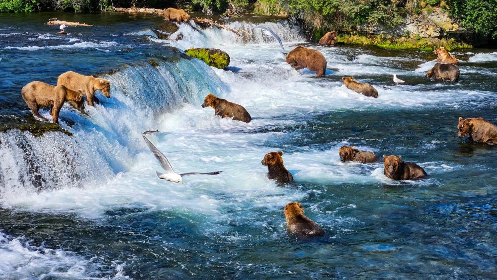 Brown bears fishing for salmon at Brooks Falls in Katmai National Park with seagulls flying overhead