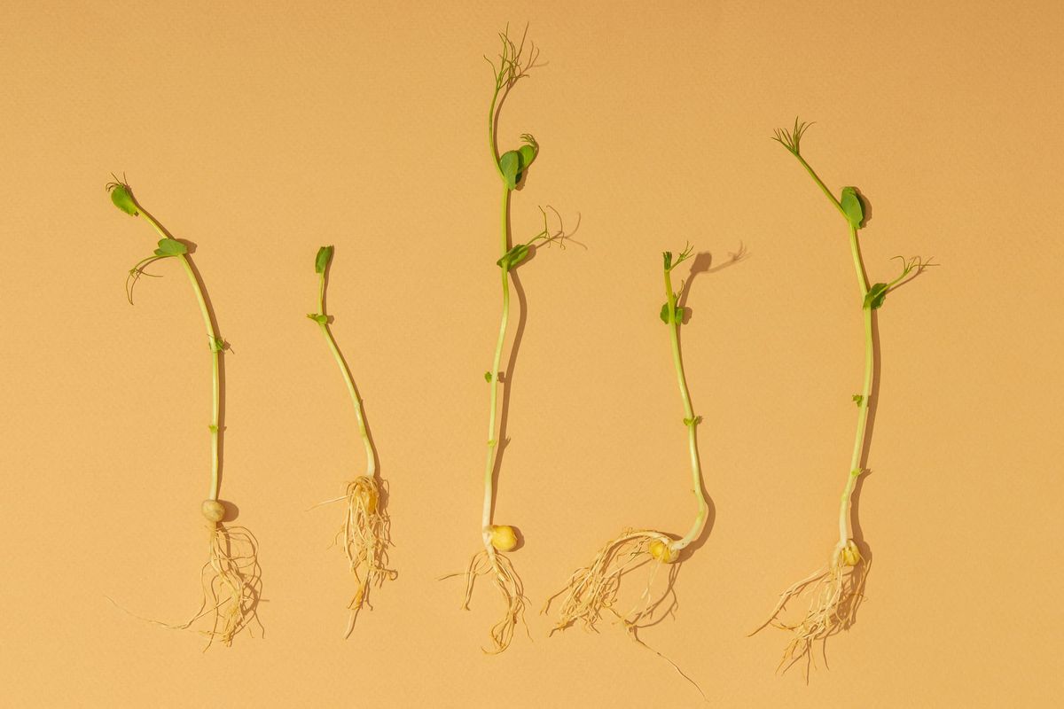 Descubre los beneficios de los brotes germinados y cómo prepararlos