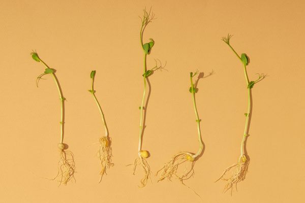 Descubre los beneficios de los brotes germinados y cómo prepararlos