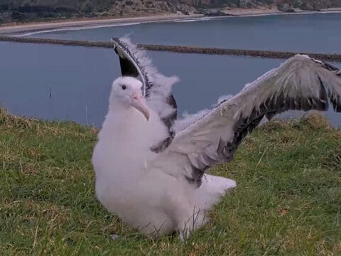 The Northern Royal Albatross chick, a large, white-fluffy bird with a big pale beak and cute black eyes. She holds her wings up behind her, white and tipped in grey. She's standing on green grass, with blue water and coastline behind her.