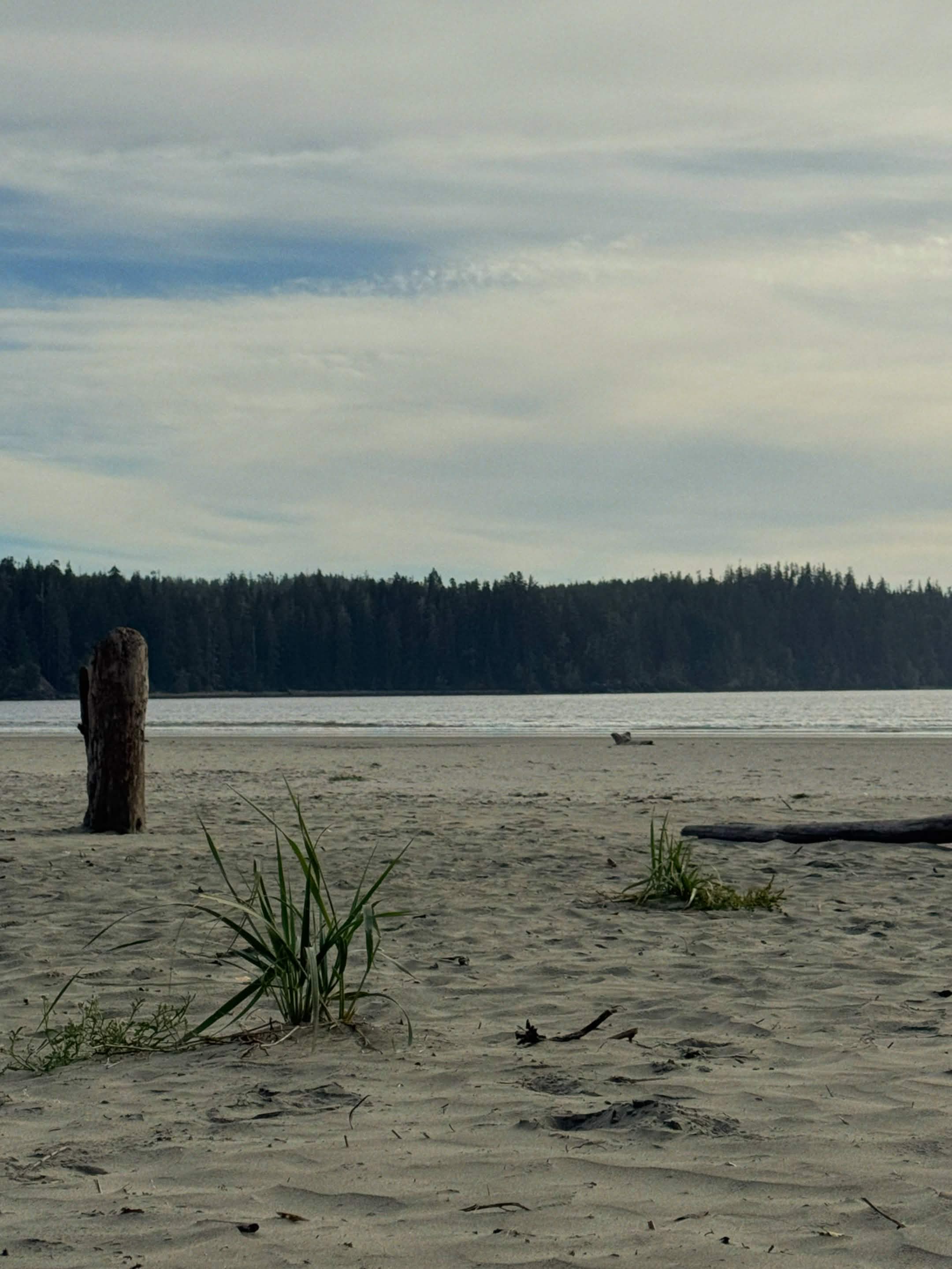a windswept beach with some beach grasses poking out, a driftwood log standing upright on the left, and a forest of pine trees across the bay under a partially cloudy sky