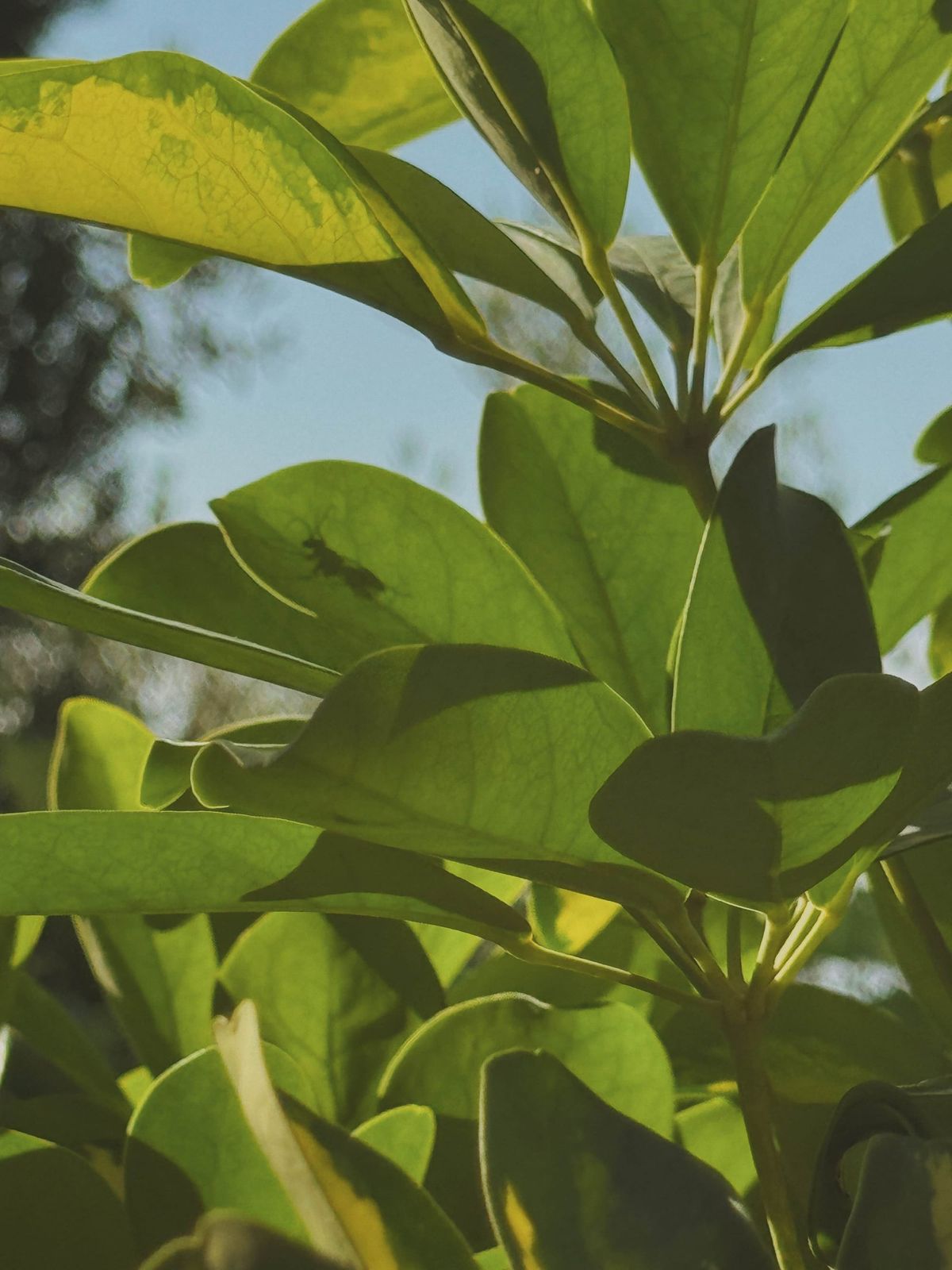 A hornet's shadow as seen from underneath a leaf in the sun, under a blue sky.