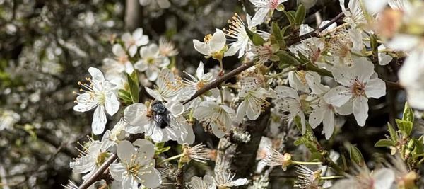 A big house fly sitting on white plum blossoms in the sun. 