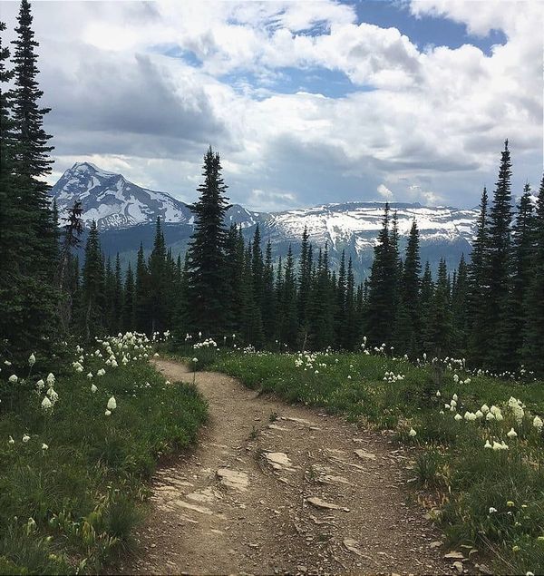 Scenic trail through a meadow of wildflowers, surrounded by evergreens, leading to snow-capped mountains.