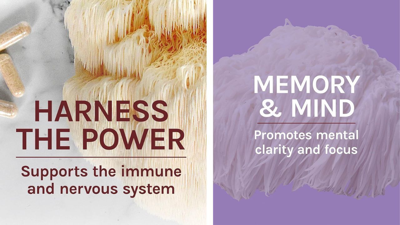 Lion’s Mane Has Taken Center Stage For Its Potential Medicinal Potential! 