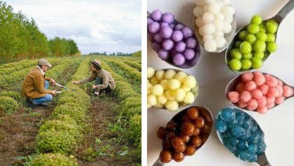 Creating A Greener Future, One Refreshing Beverage At A Time!  